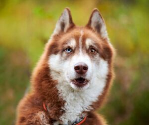 a brown Alaskan husky dog with blue eyes