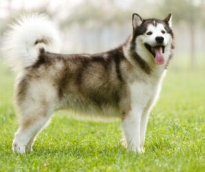 an Alaskan malamute dog standing in the grass 