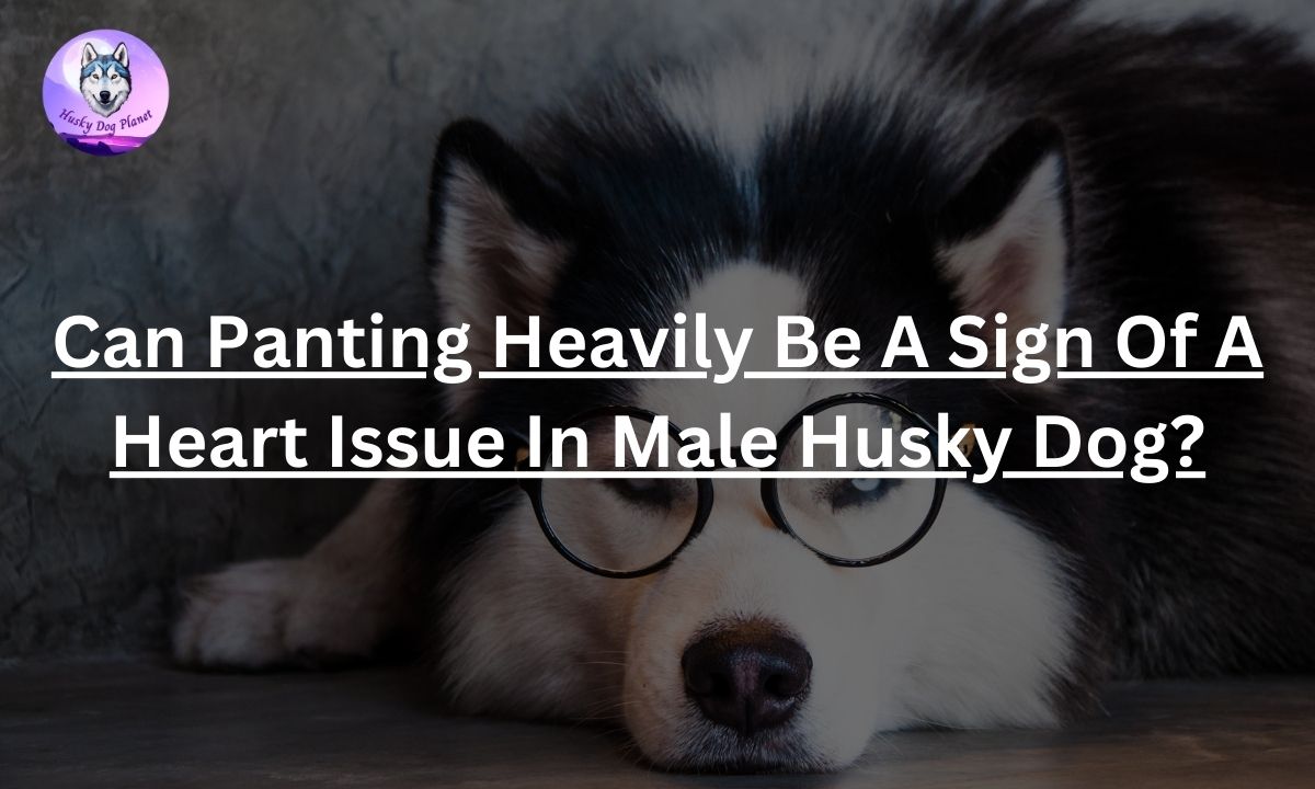Can Panting Heavily Be A Sign Of A Heart Issue In Male Husky Dog?