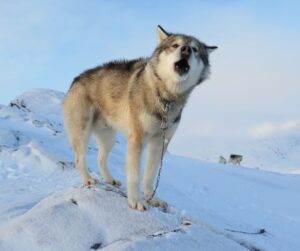 a Greenland husky dog on a snowy hill