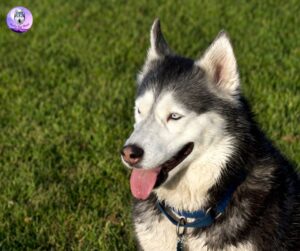 a heavily panting husky dog sitting in the grass