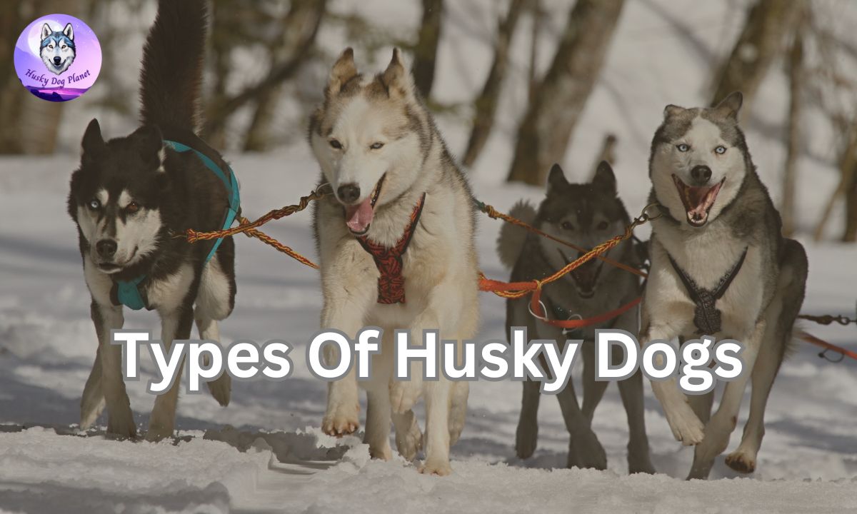image of different types of husky dogs.