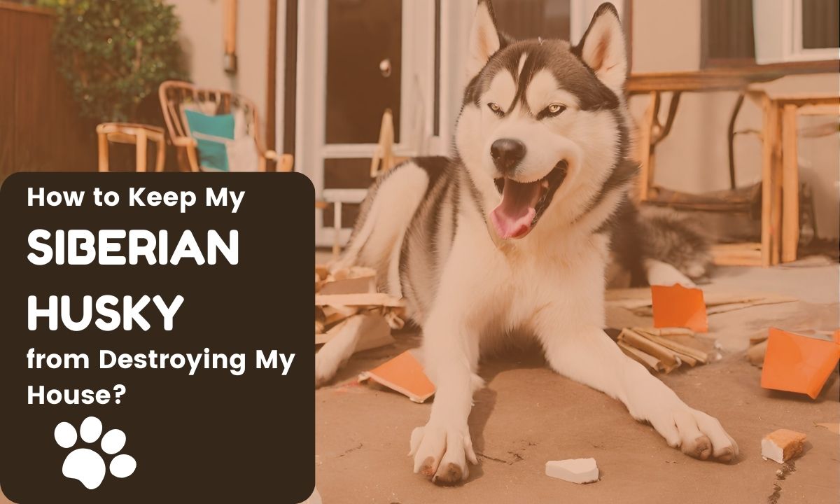 A dog, possibly a Siberian Husky, has destroyed a couch and other furniture and The text above the image reads "How to Keep My Siberian Husky from Destroying My House?