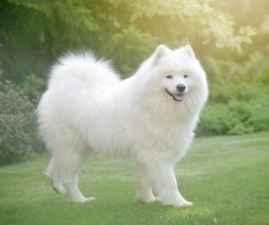 a white fluffy Samoyed dog standing on the grass