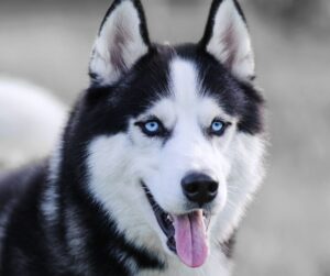 a Siberian husky dog with blue eyes