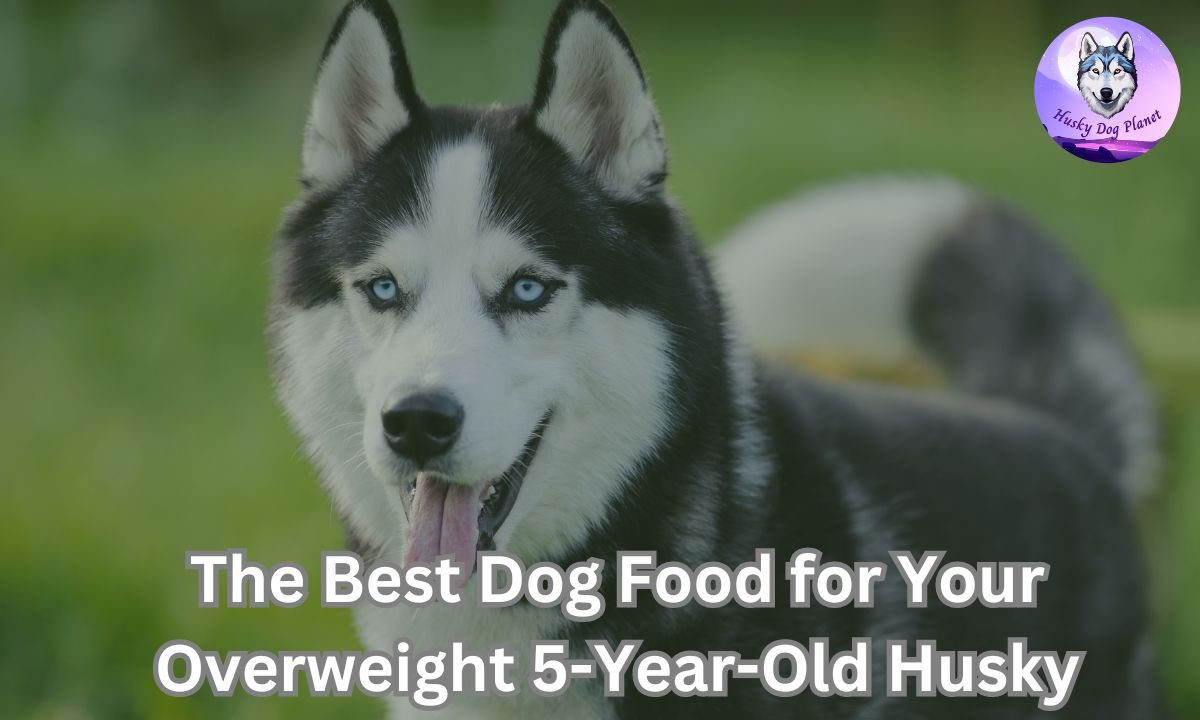 image of Husky 5 years of age that is a little overweight
